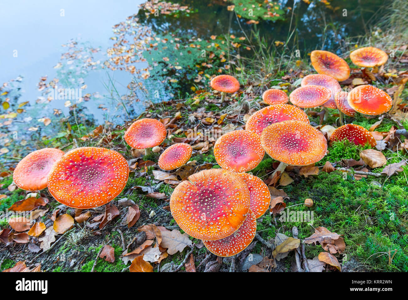 Group of red mushrooms at water front Stock Photo