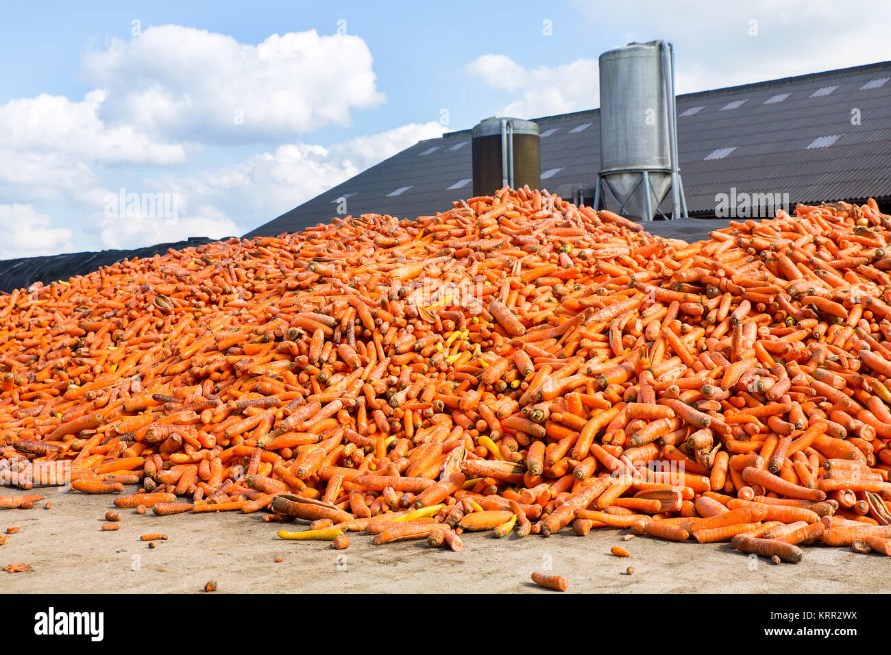 Heap of orange Carrots as vegetables lying on farm Stock Photo