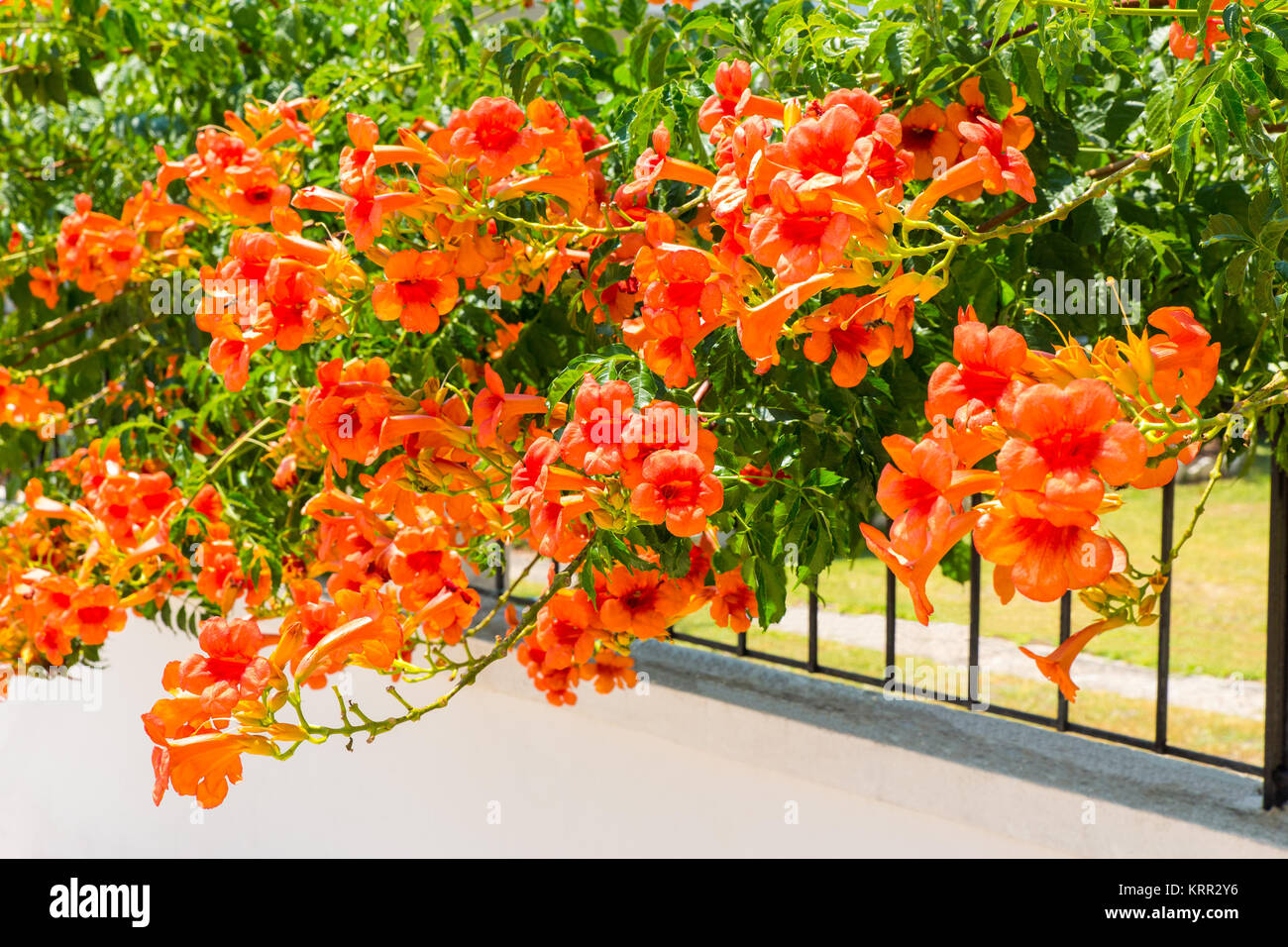 Orange blooming flowers on fence in garden Stock Photo
