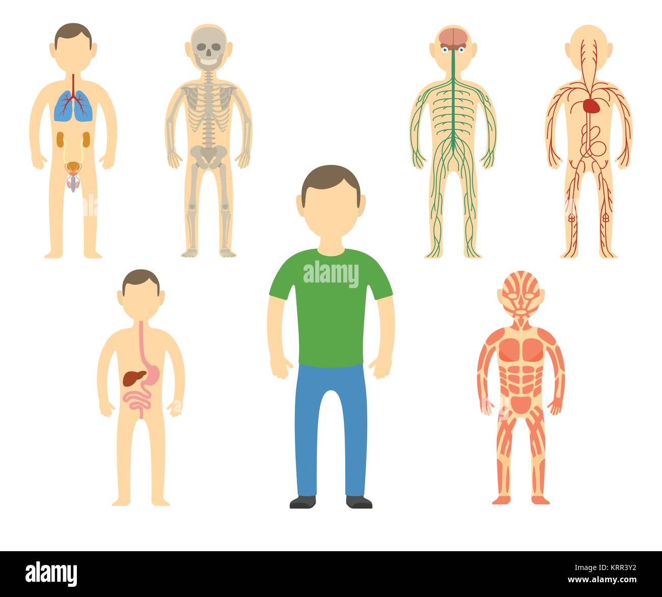 Cartoon man body anatomy. All body systems - Urogenital, Respiratory, Nervous, Circulatory, Skeleton, Digestive and Muscular systems. Vector illustrat Stock Vector