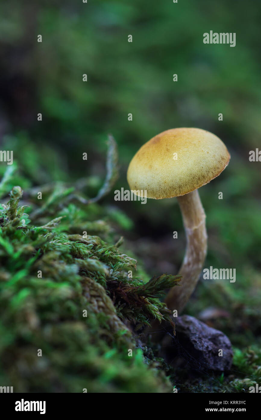 Small mushroom in the moss, photographed in a forest of chestnut trees. Stock Photo