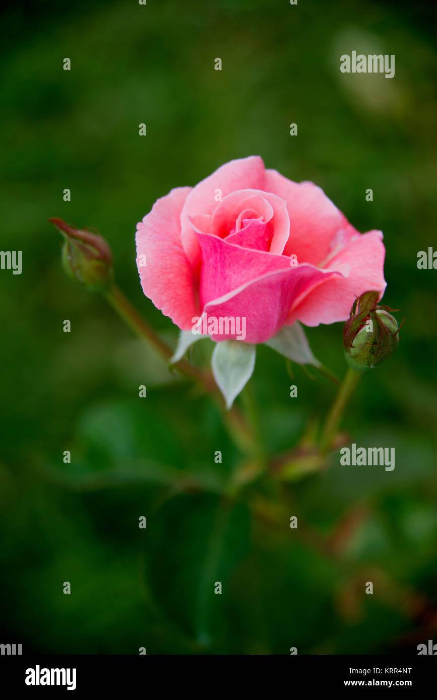 Page 12   A Hundred Roses High Resolution Stock Photography and ...