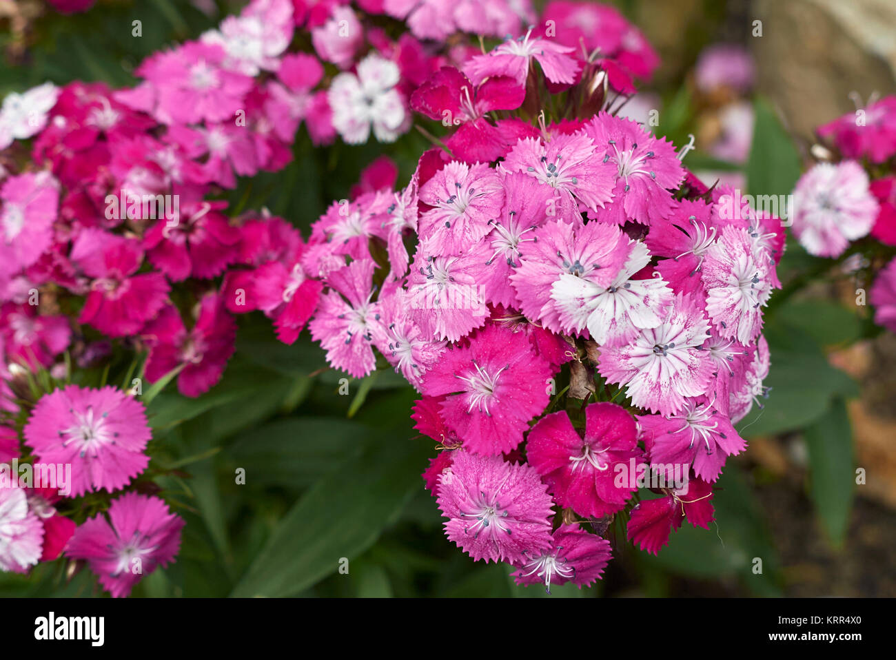 Dianthus barbatus Stock Photo