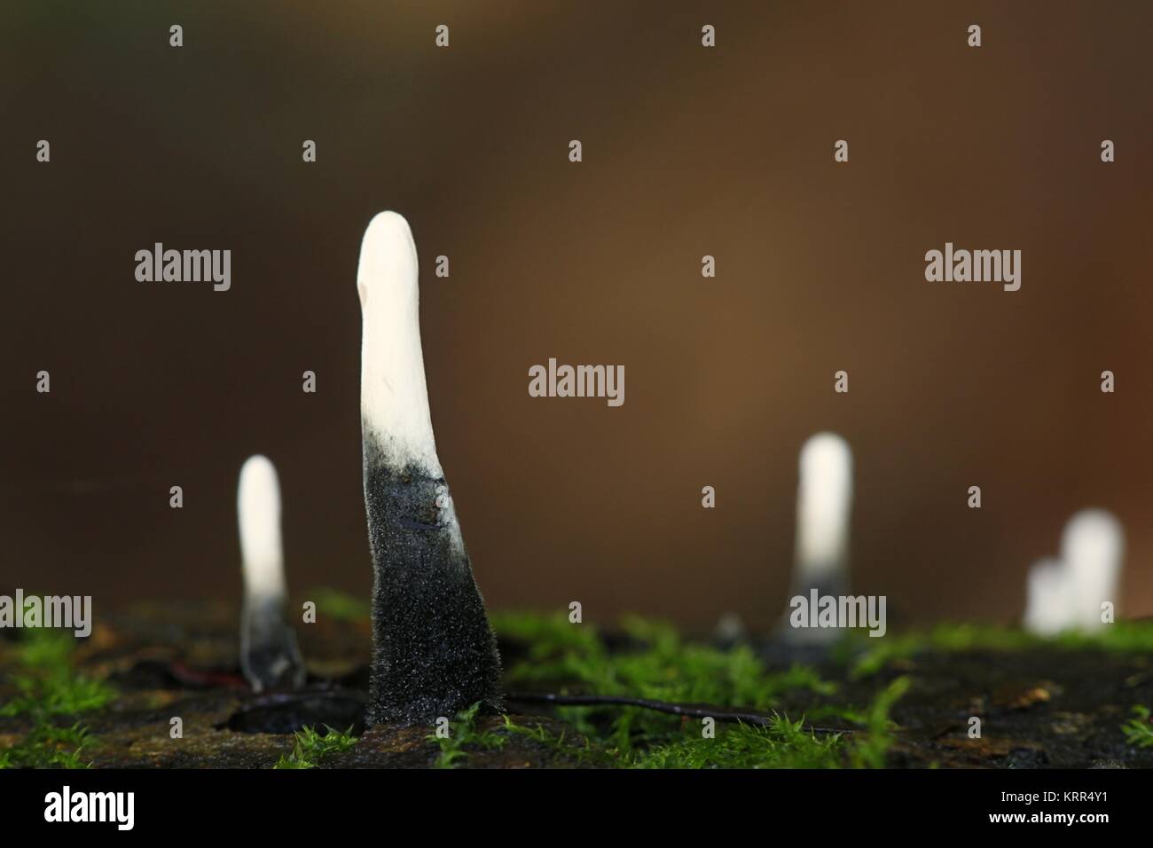 Candlestick fungi hires stock photography and images Alamy