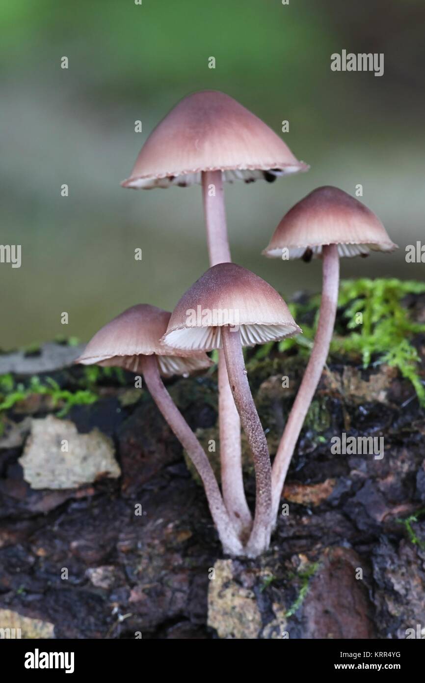 Bleeding fairy helmet, Mycena haematopus Stock Photo Alamy