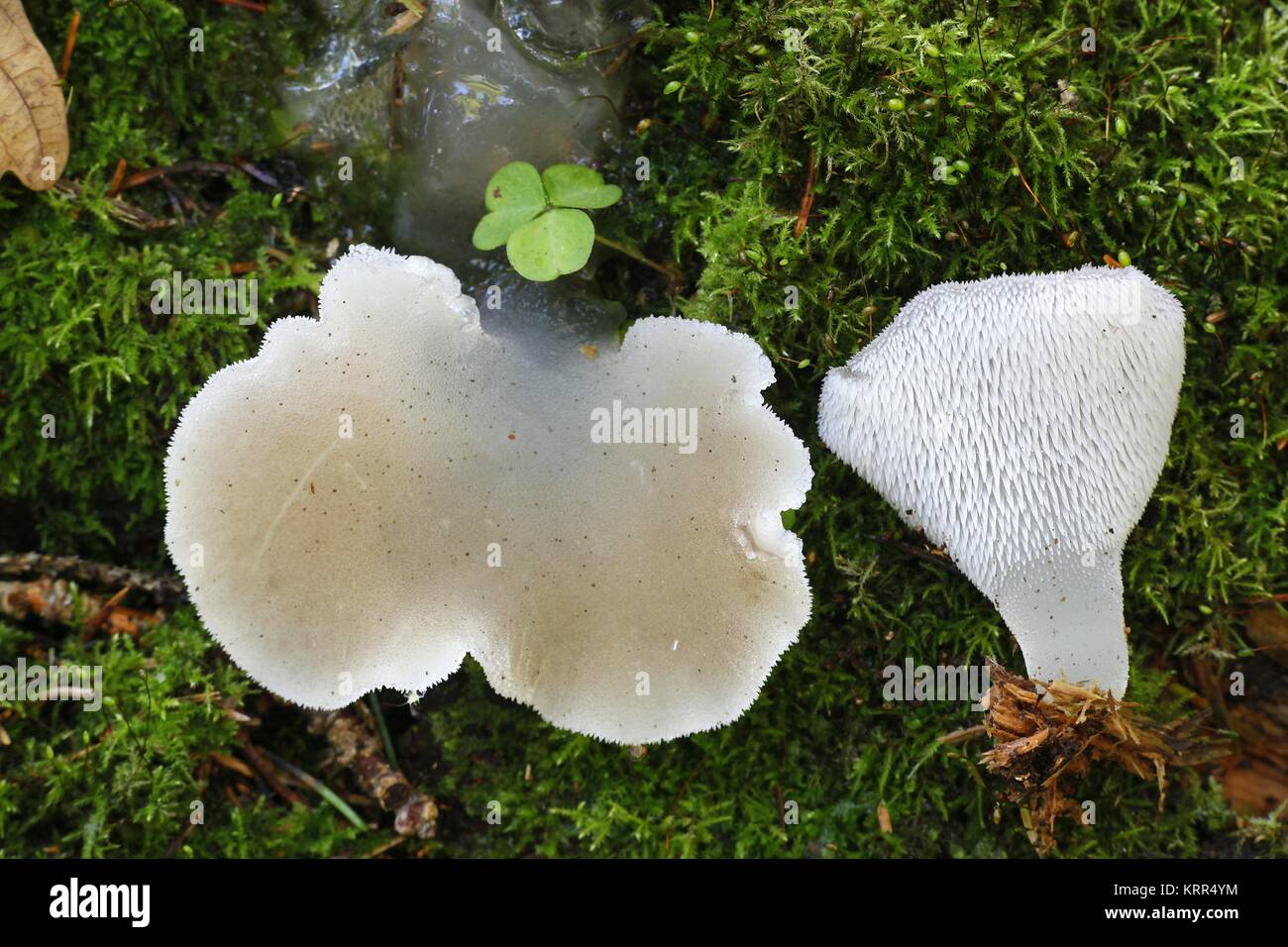 Toothed jelly fungus, also called false hedgehog Stock Photo