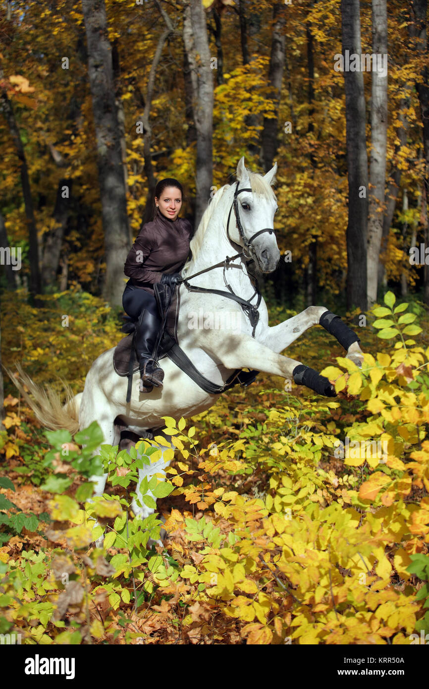 Young woman and her beautiful white arabian stallion rearing up in the autumn woods Stock Photo