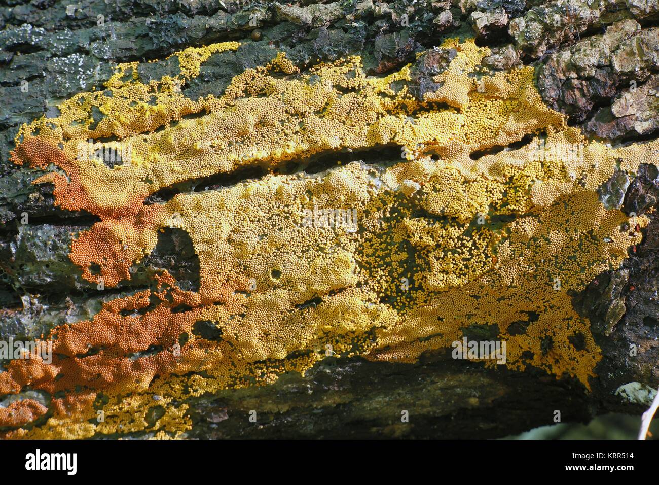 Carpet slime mold, Trichia scabra Stock Photo