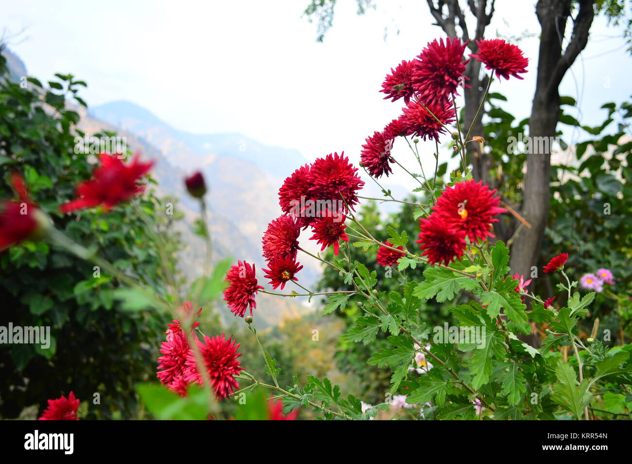 Red chrysanthemum flowers hi-res stock photography and images - Alamy