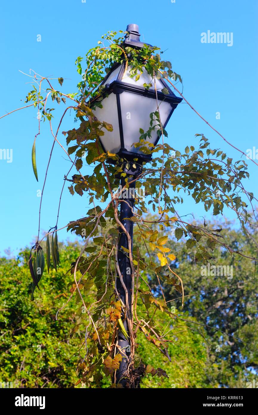 Vine Covered Lamp Post Stock Photo Alamy