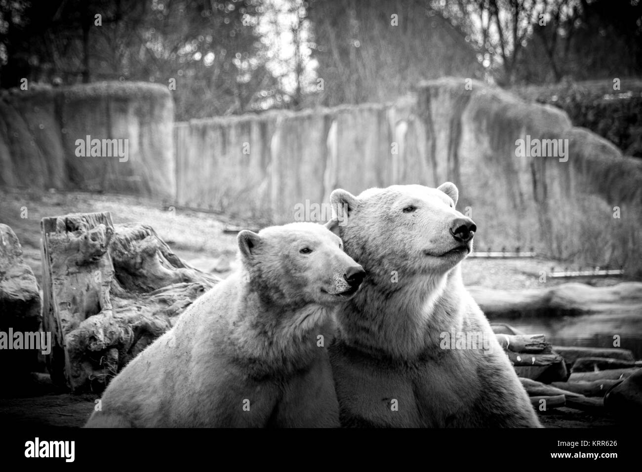 Bear buddies. Two bears posing for a photograph Stock Photo