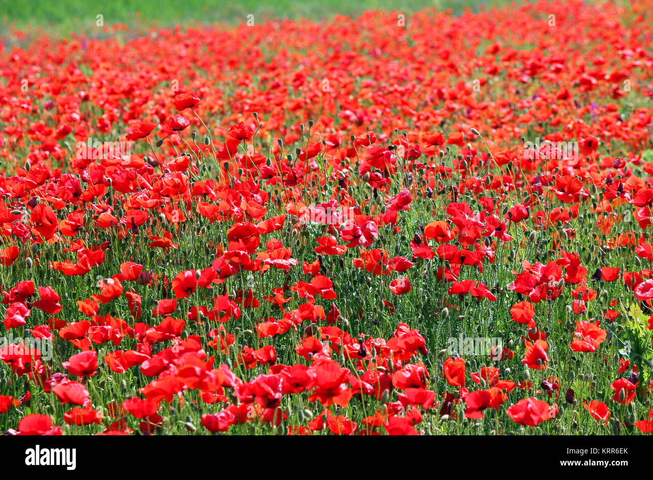 poppies flower field nature background Stock Photo - Alamy
