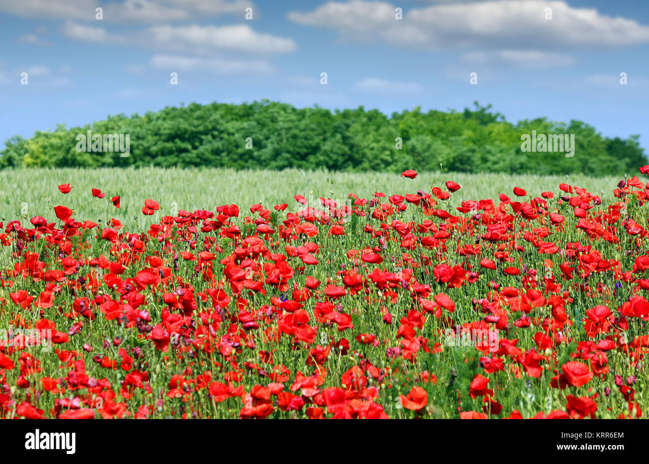 poppies flower meadow country landscape spring season Stock Photo - Alamy