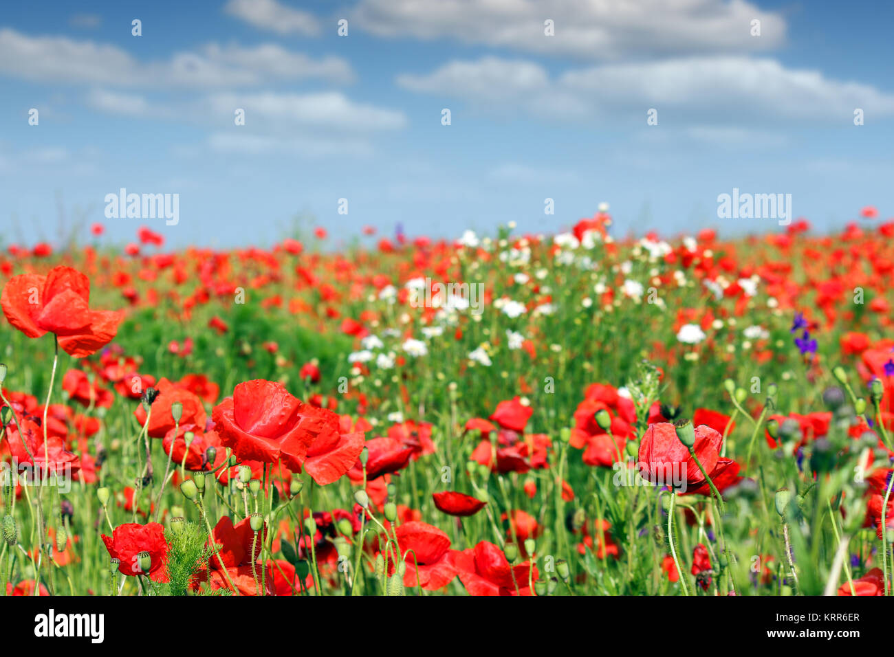 poppies flower meadow landscape spring season Stock Photo - Alamy