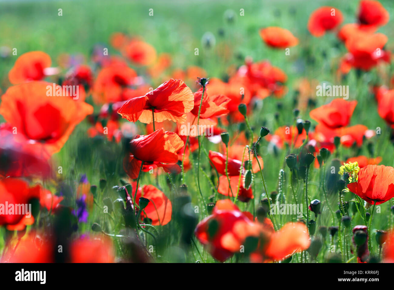 poppies flower field morning spring season Stock Photo - Alamy