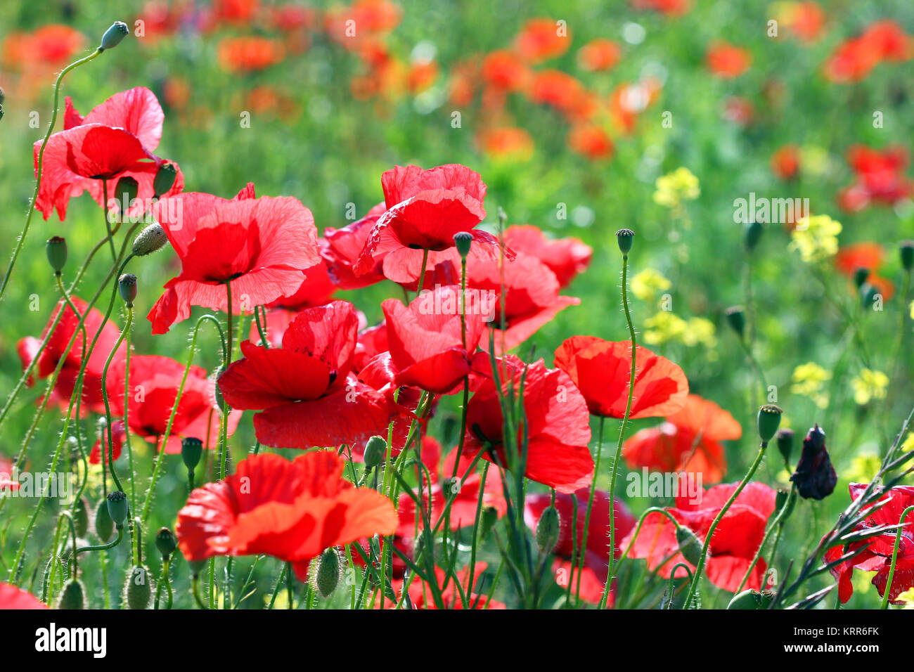 poppies flower field spring season Stock Photo Alamy
