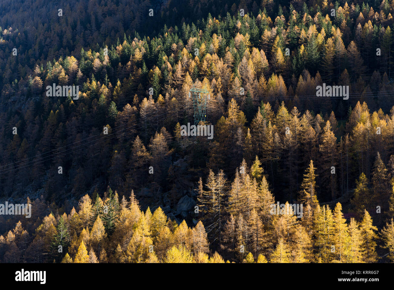 Scenic and colorful larches forest mountain landscape in sunny autumn winter morning outdoor. Stock Photo