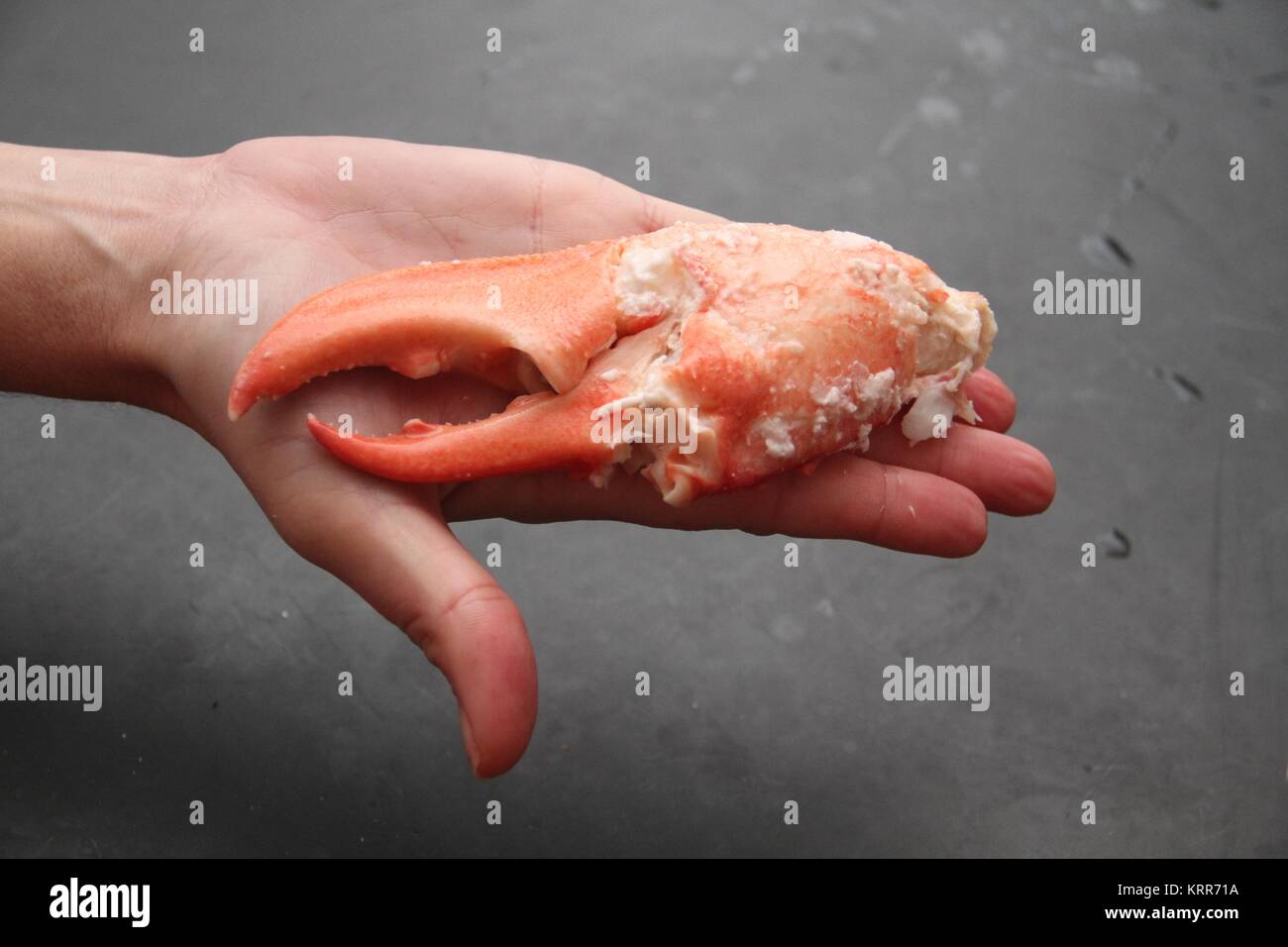 lobster claw Stock Photo