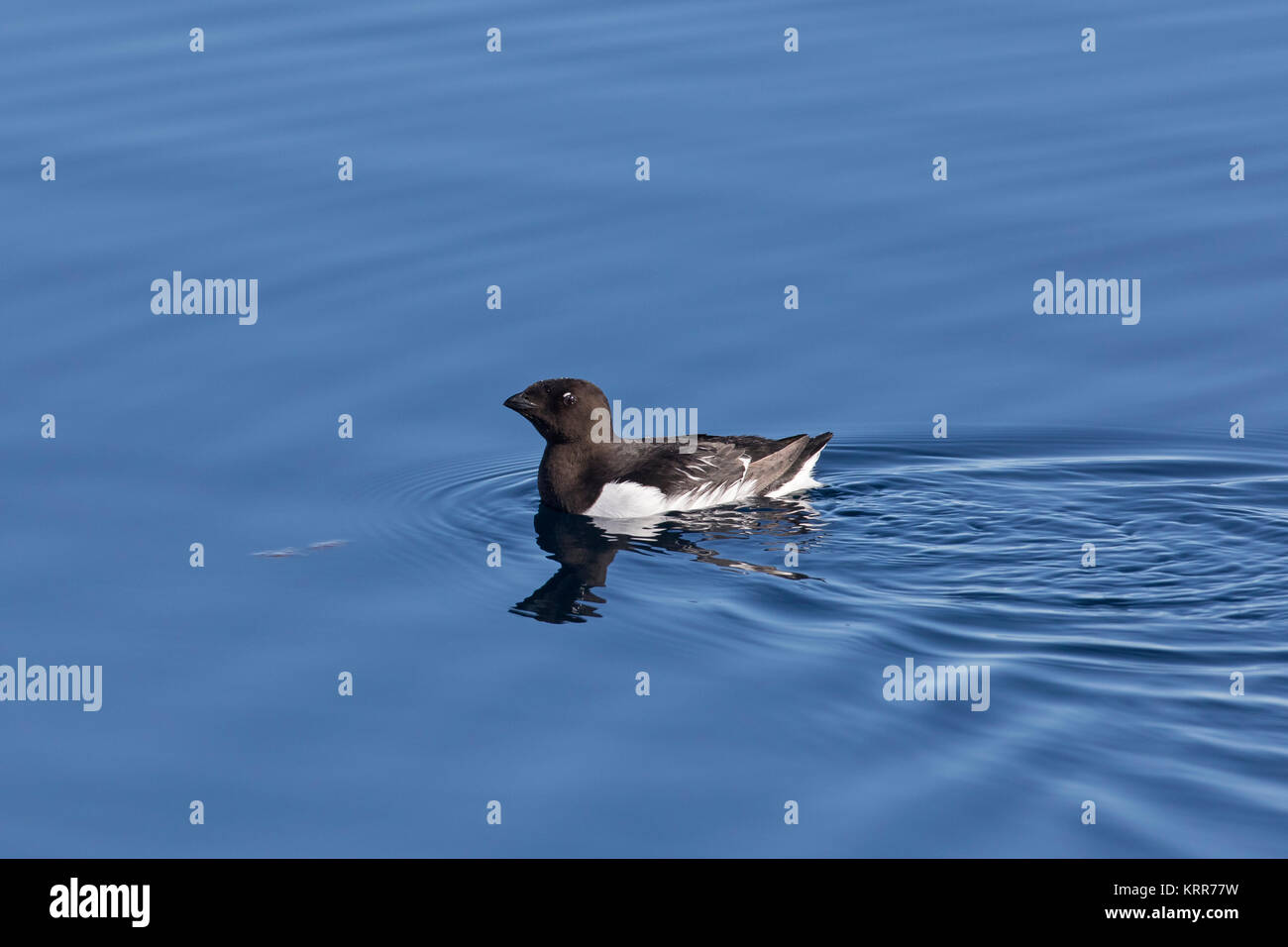Little auk / dovekie (Alle alle) swimming in the Arctic ocean water Stock Photo