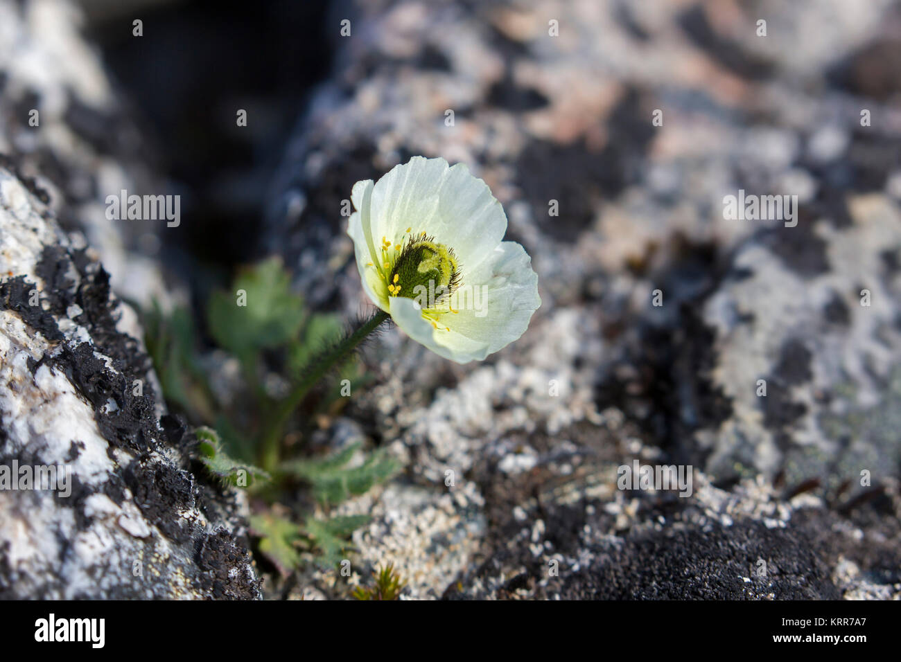 Svalbard poppy / Polar poppies (Papaver dahlianum) in flower on the