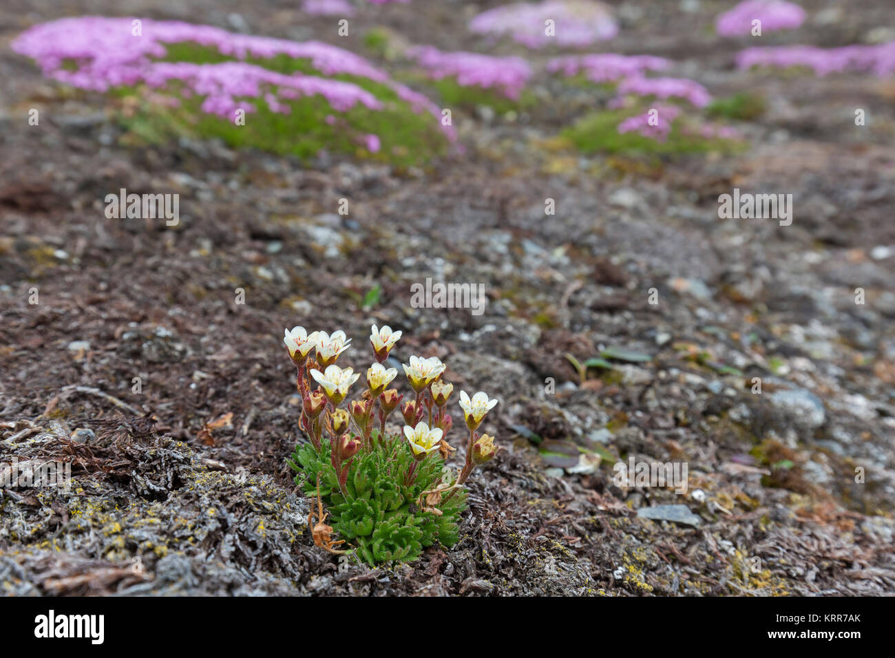 Tufted alpine saxifrage / tufted saxifrage (Saxifraga cespitosa) in flower on the Arctic tundra Stock Photo