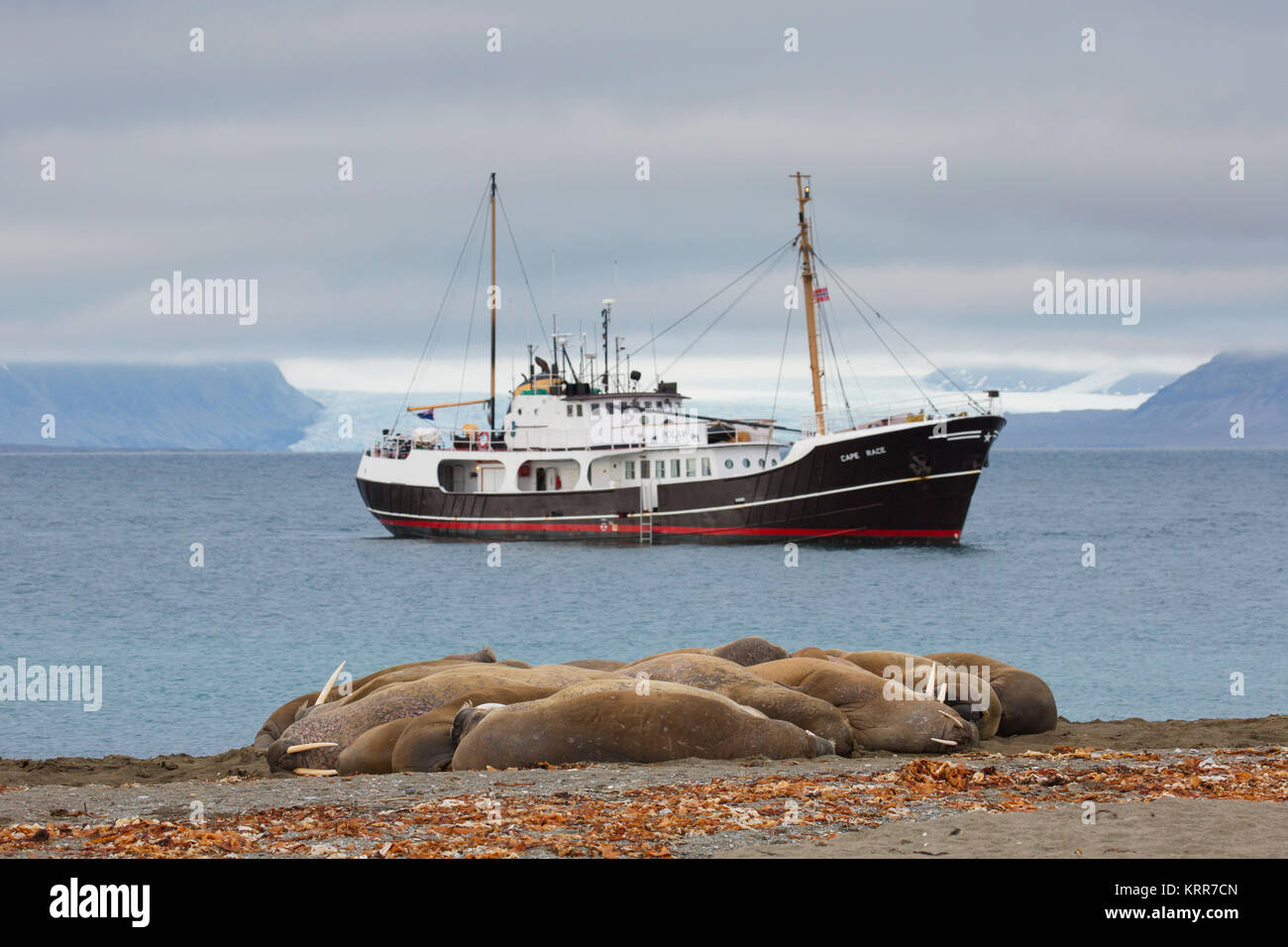 Group of walruses (Odobenus rosmarus) resting on beach at Phippsøya in Sjuøyane, archipelago north of Nordaustlandet, Svalbard, Norway Stock Photo