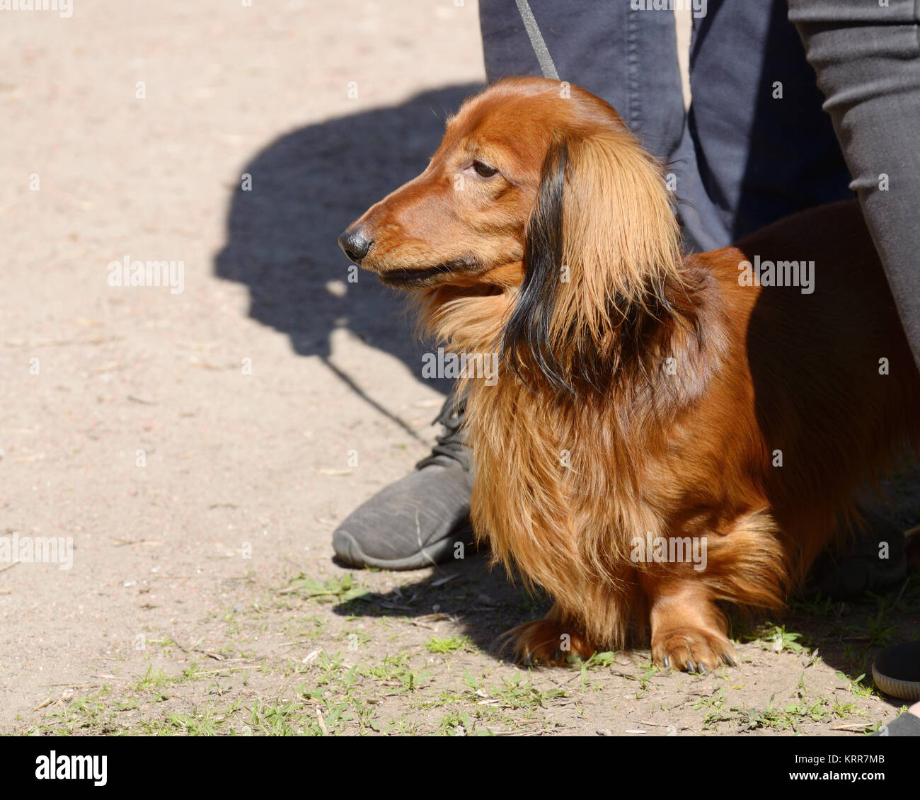 The Dachshund is a hunting dog.This breed of dog is very popular Stock