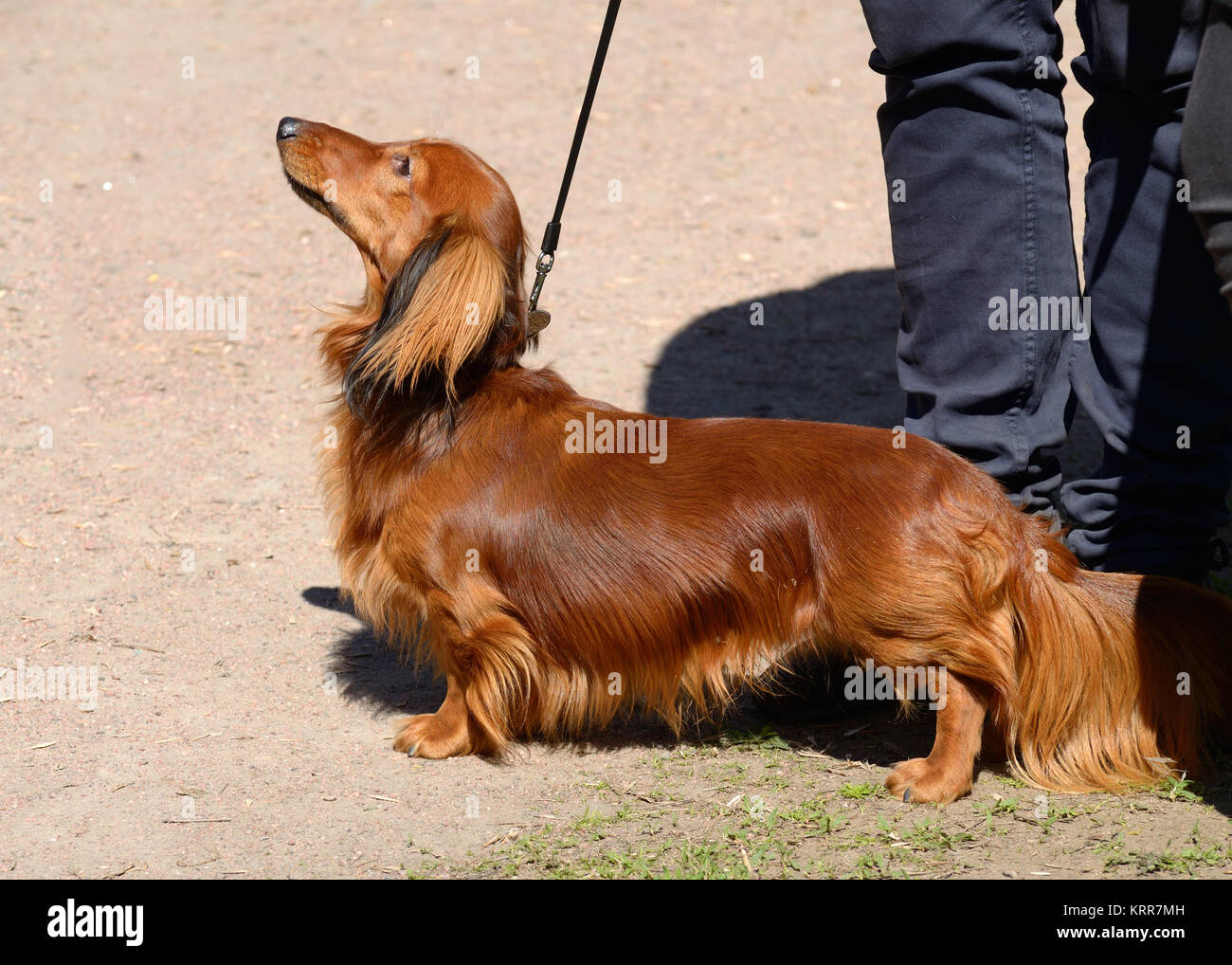 The Dachshund is a hunting dog.This breed of dog is very popular. Stock Photo