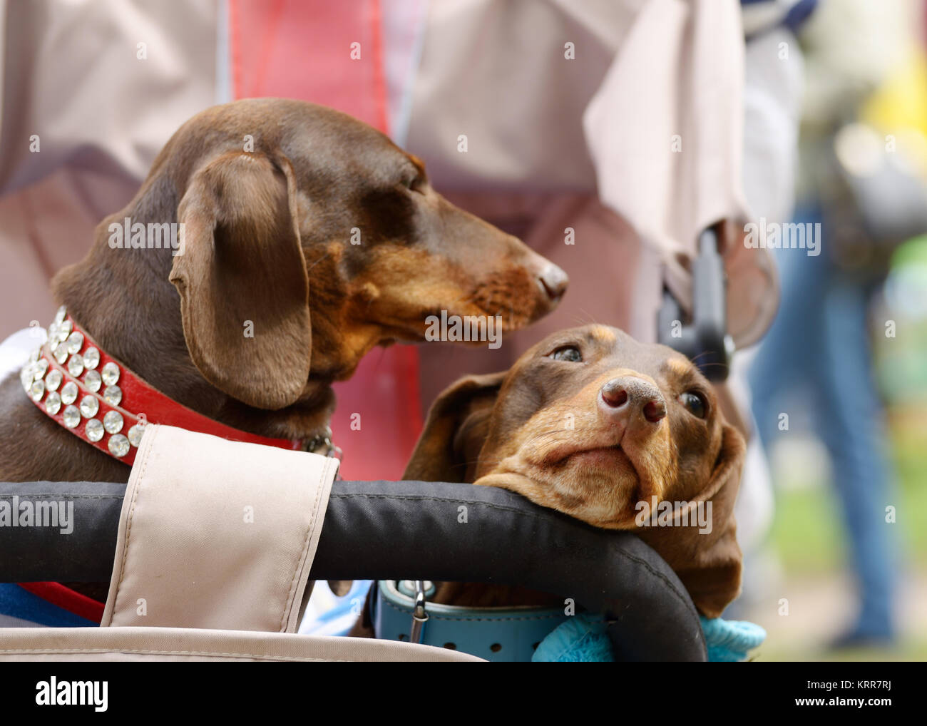 The Dachshund is a hunting dog.This breed of dog is very popular Stock