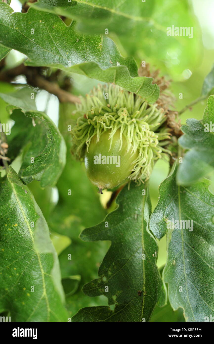 Turkey Oak tree (Quercus cerris), displaying foliage and developing fruit in summer (July), UK Stock Photo