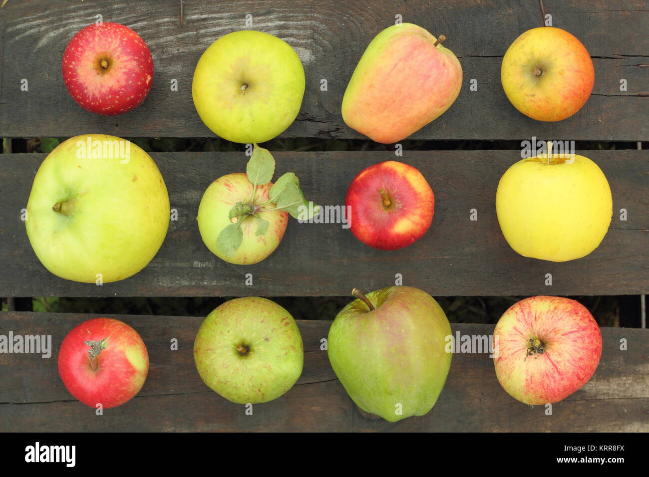 British apple varieties (malus domestica) on a crate in an English orchard in late summer (October), UK. Stock Photo