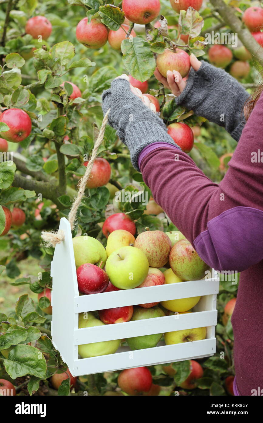 Ripe heritage apple varieties are harvested into a decorative crate in an English orchard in early autumn (October), by a woman, UK Stock Photo