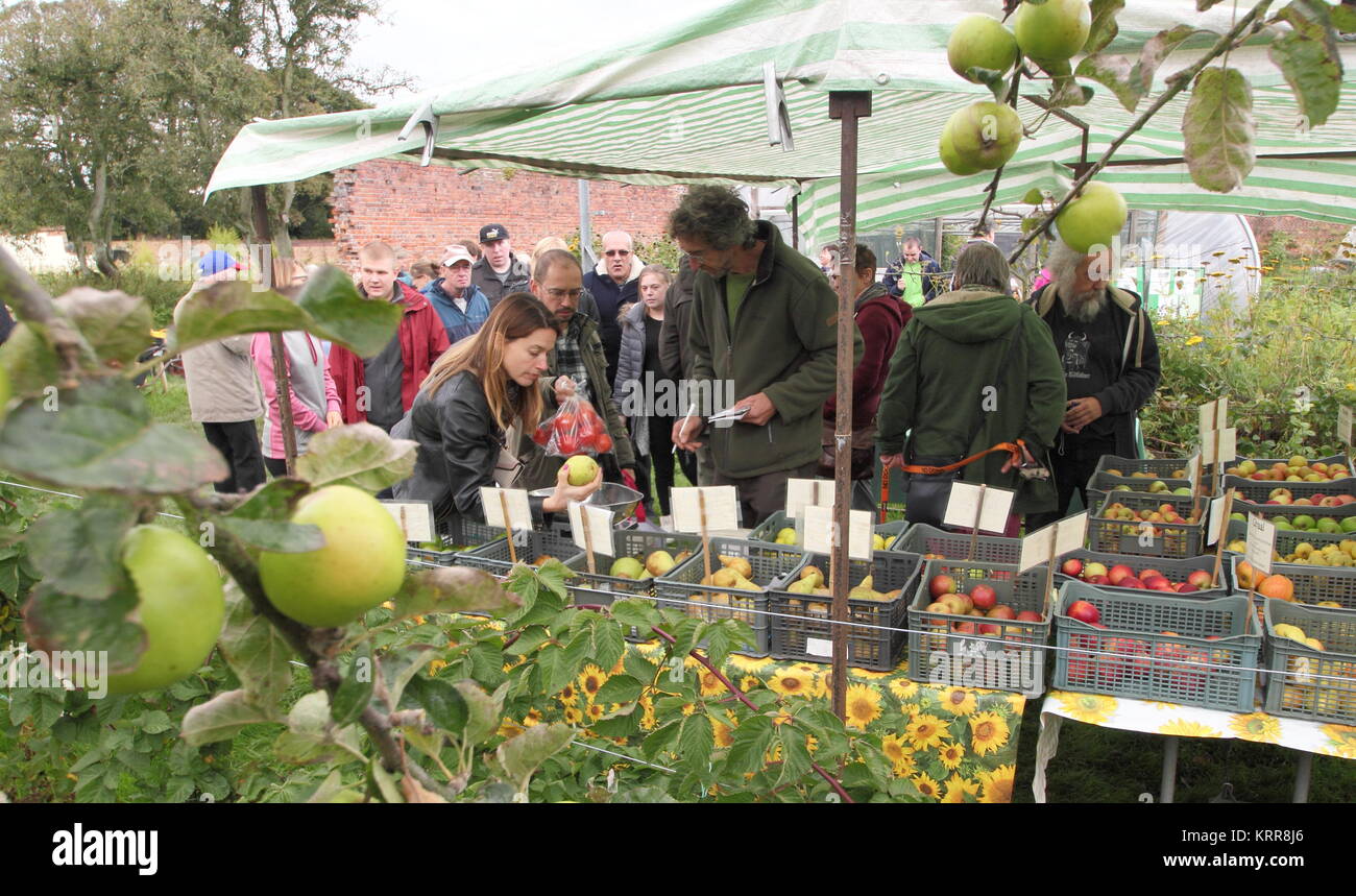 Visitors peruse and purchase apples at the annual Apple Day celebration in the orchard at Wortley Hall, Yorkshire in early autumn  UK Stock Photo