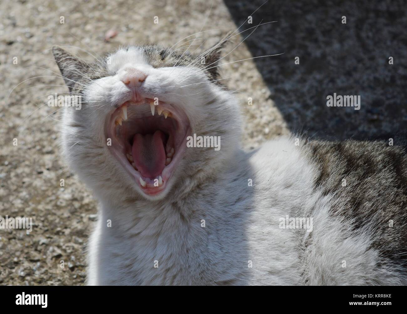 cat opens mouth Stock Photo Alamy