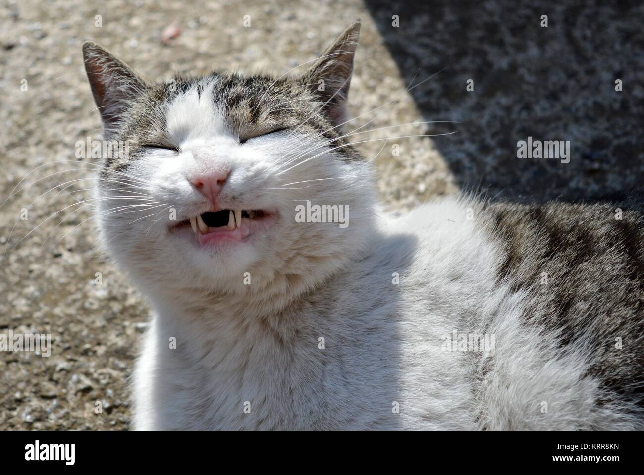 cat opens mouth Stock Photo Alamy
