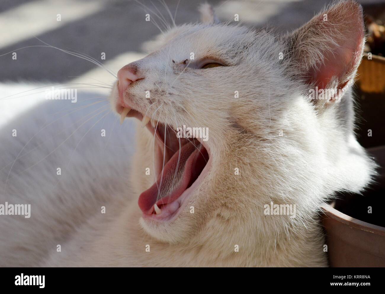 cat opens mouth Stock Photo Alamy