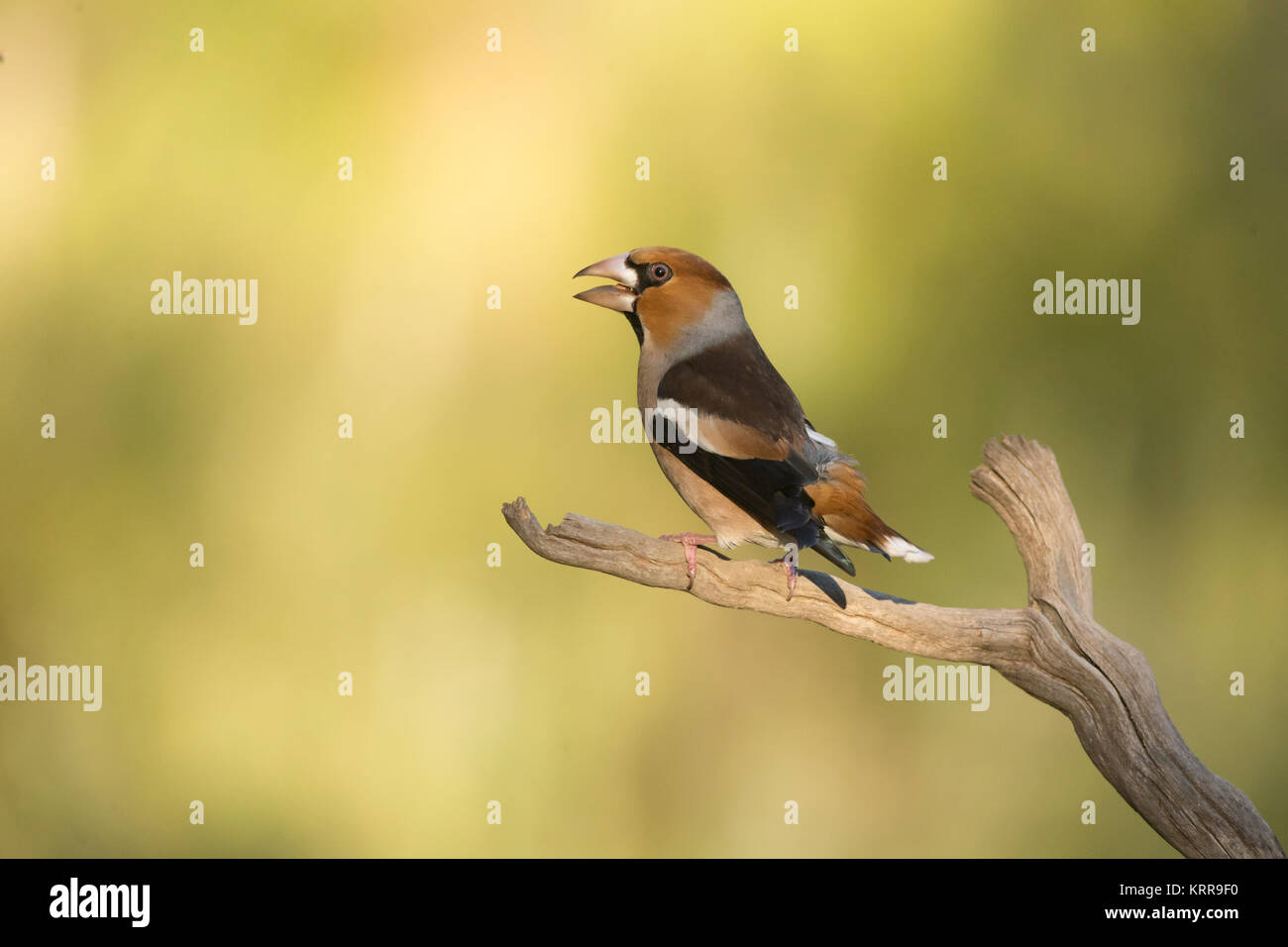 Hawfinch (Coccothraustes coccothraustes coccothraustes) male perched on branch. Gavarda,Spain. Stock Photo