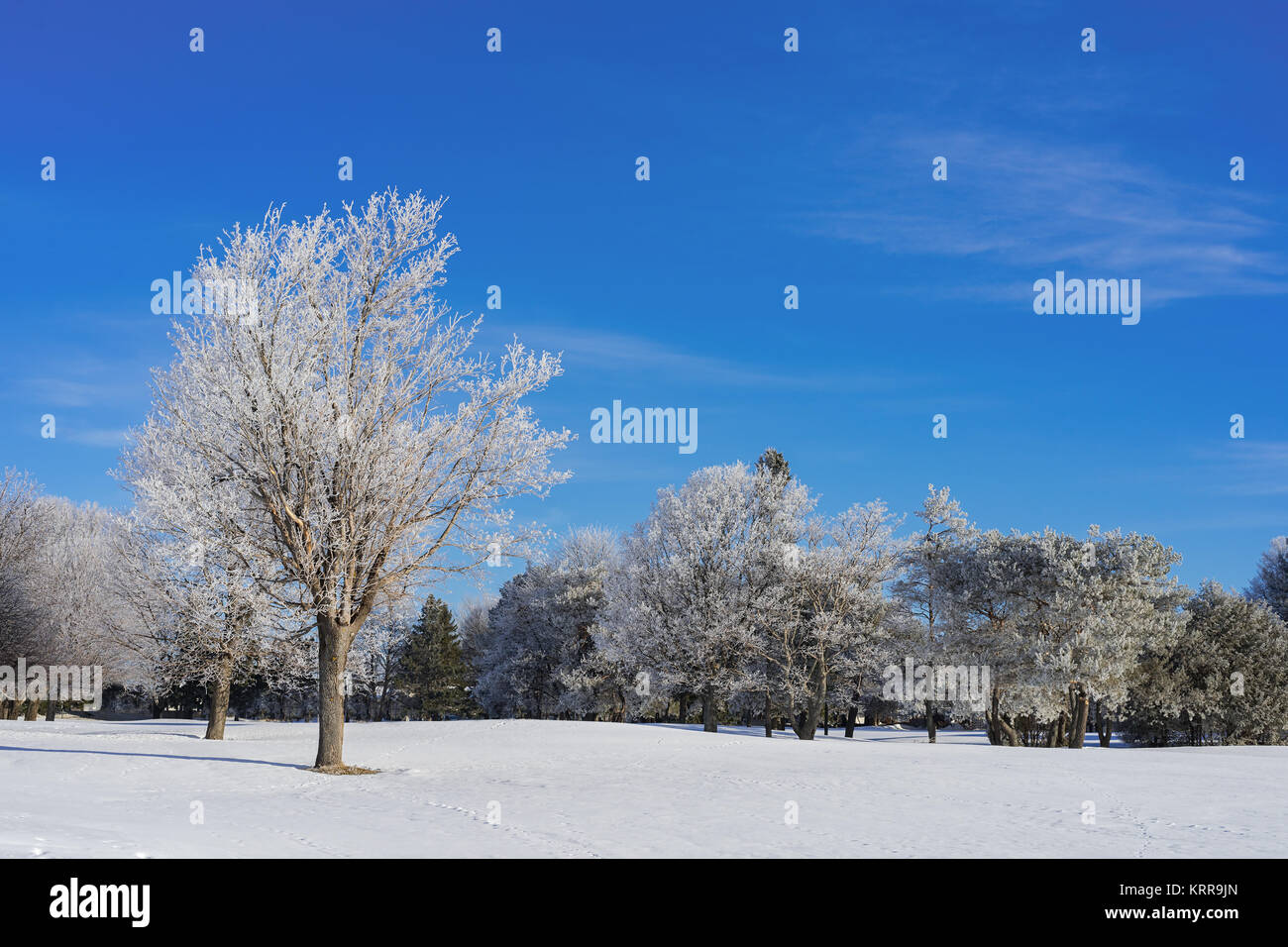 Snow covered trees in a North American parkland. Stock Photo