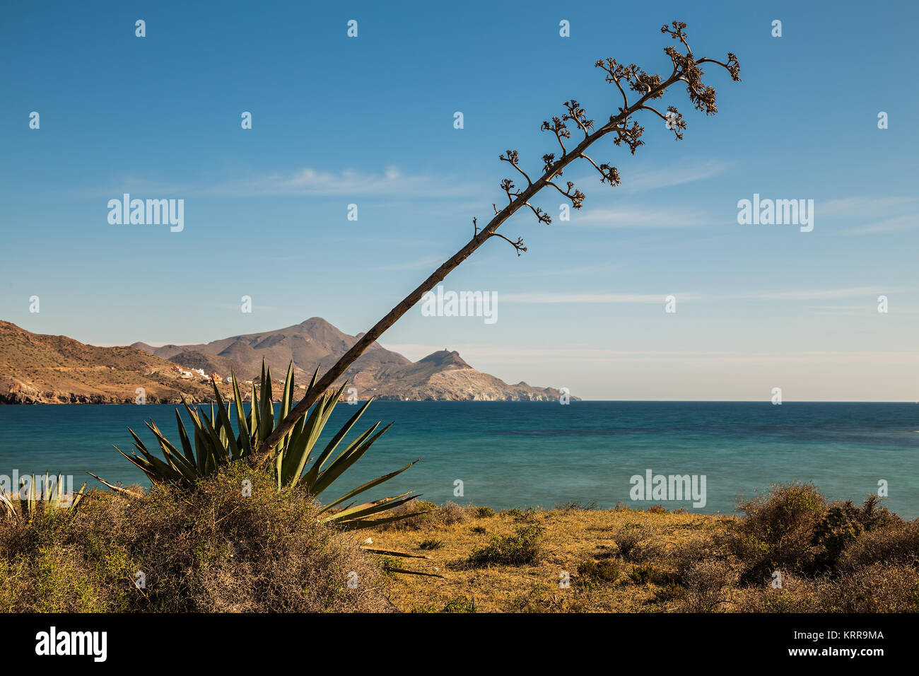 Los Genoveses beach. San Jose. Natural Park of Cabo de Gata. Spain. The foreground plant is the pita. Typical of this area. Stock Photo