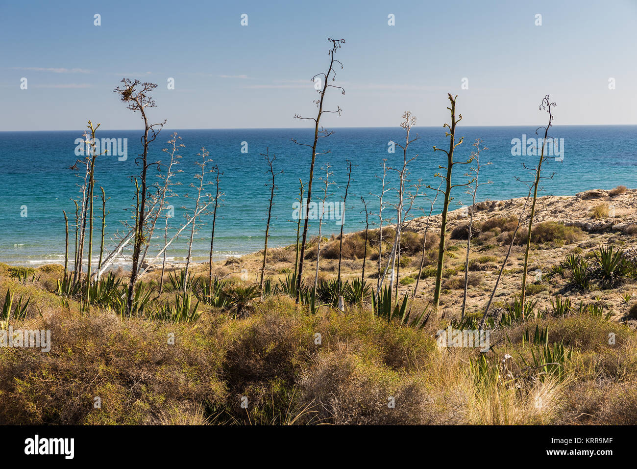 Los Genoveses beach. San Jose. Natural Park of Cabo de Gata. Spain. Foreground plants are Pitas. Typical of esta area. Stock Photo