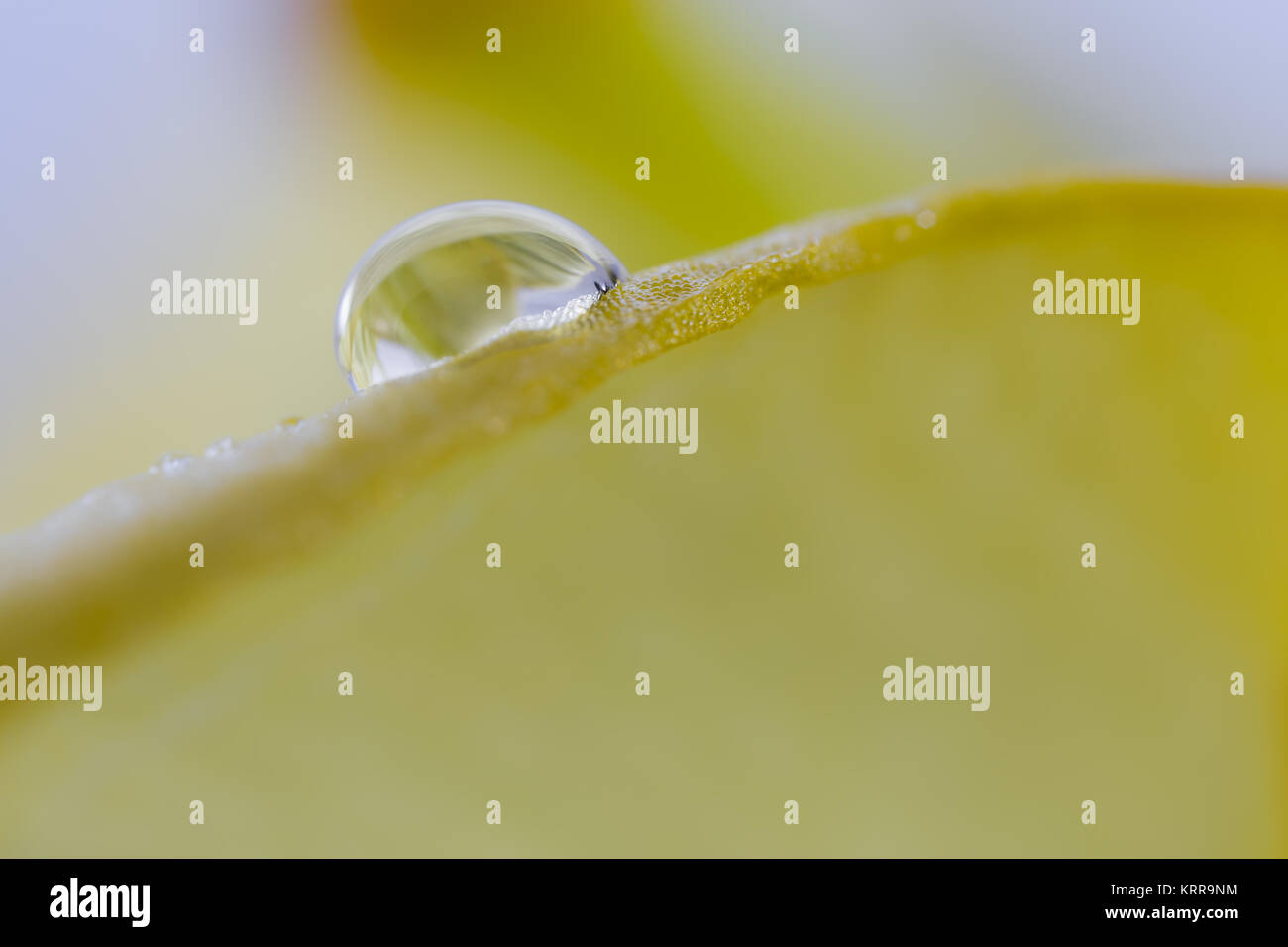 Drop of water on a petal of a yellow flower. Stock Photo