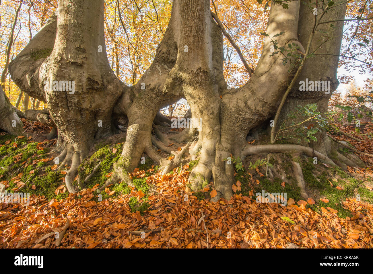Mature beech trees with fused (merged) trunks at Witley Common in Surrey Stock Photo Alamy