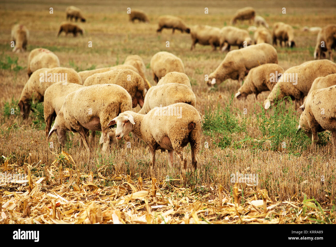 Sheep herd grazing on wheat stubble field, large group of dairy farm animals in meadow Stock Photo