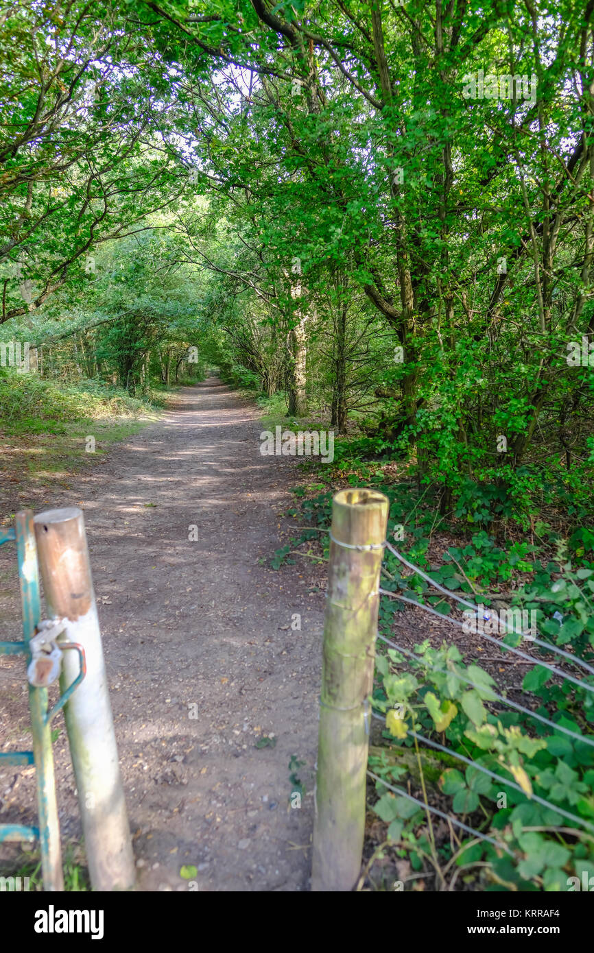 Opening to a forest walk along a sun dappled track. Summer shot in the late afternoon. Stock Photo