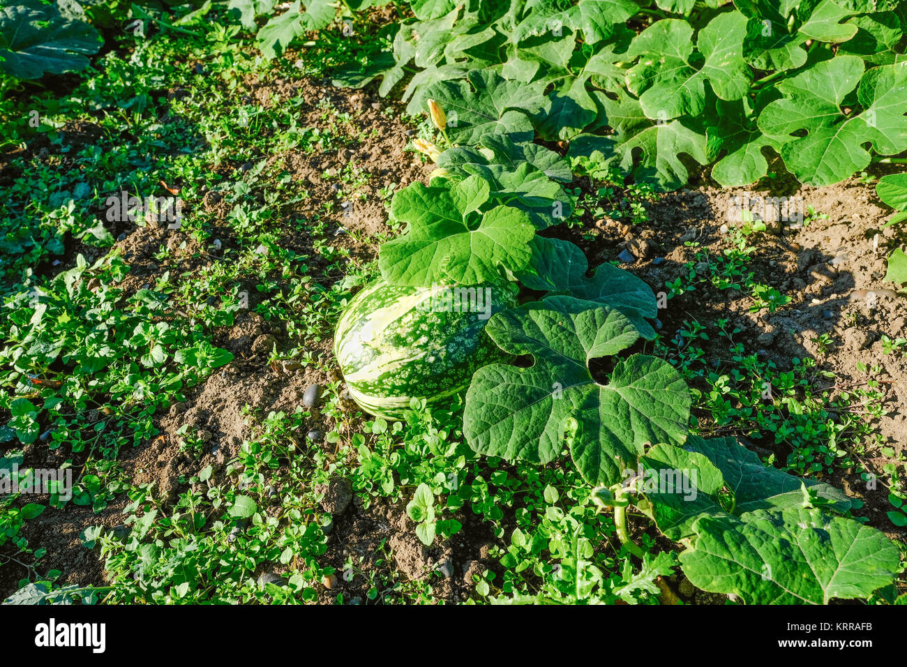 Green marrow growing in the garden.  Single marrow ready to harvest in this autumn shot. Stock Photo
