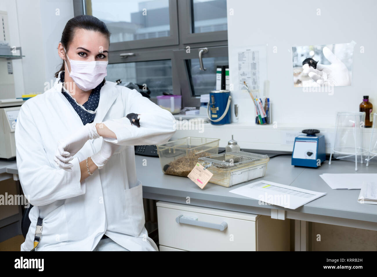 Young student or tech with laboratory mouse Stock Photo Alamy