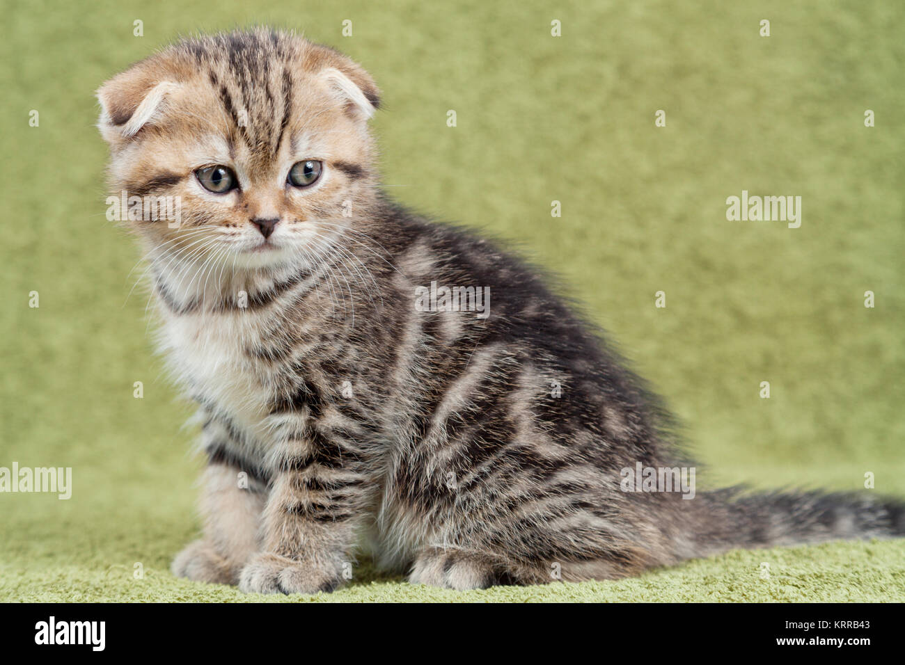Little scottish kitten on green background Stock Photo
