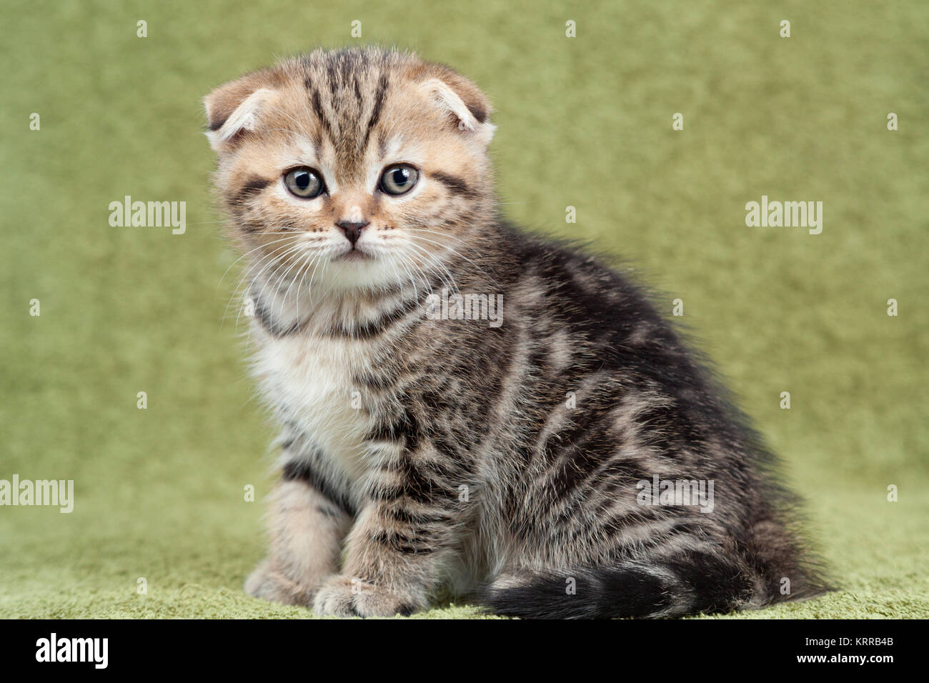 Scottish thoroughbred kitten with three-colored wool at green background Stock Photo