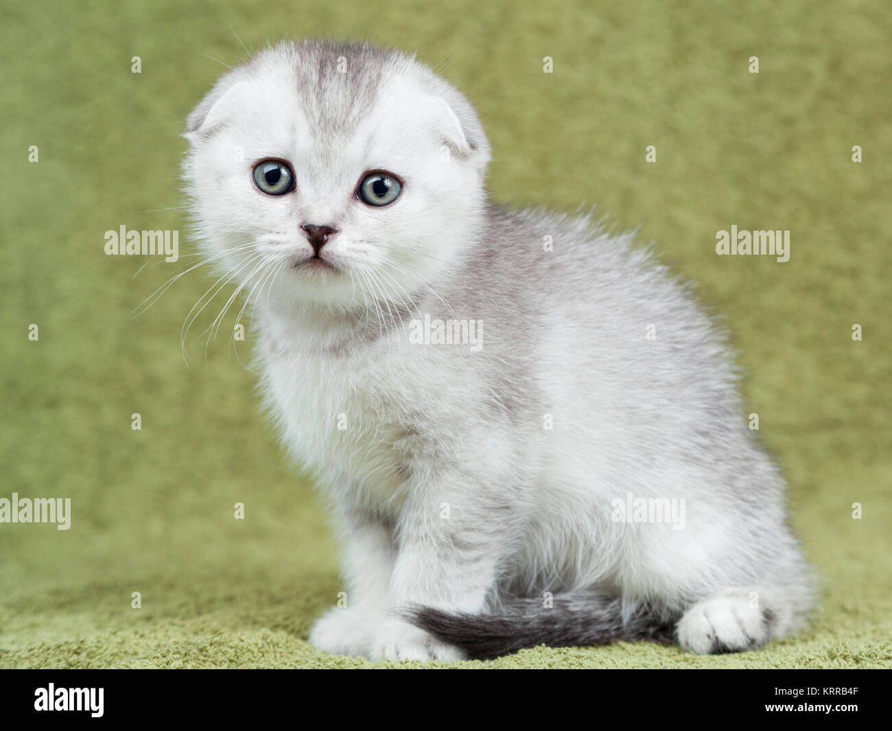 Scottish thoroughbred kitten with gray wool at green background Stock Photo