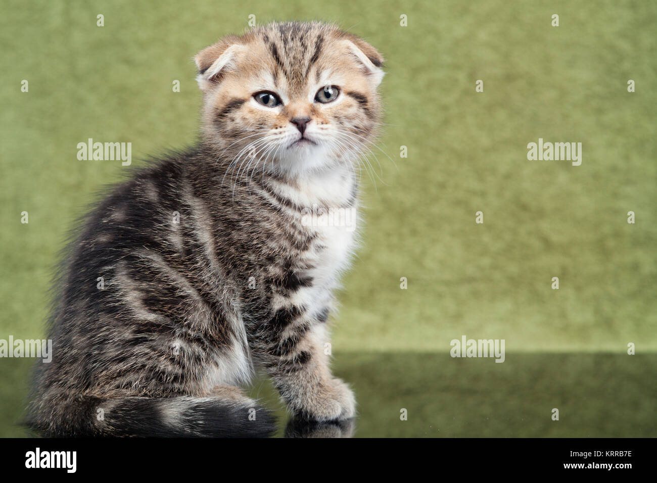 Little scottish kitten on green background Stock Photo